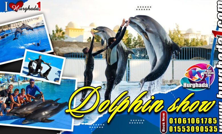  Dolphin Show trip in hurghada