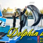  Dolphin Show trip in hurghada